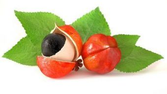 Guarana fruit is the main ingredient of the Giant